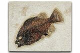 Detailed Fossil Fish (Cockerellites) - Wyoming #349282-1